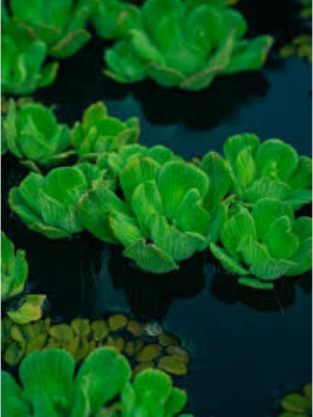 Aquatic Plant Hair and Debris Removal Rake - Green